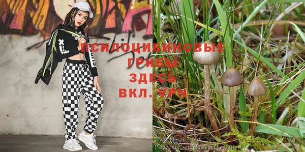 ПСИЛОЦИБИНОВЫЕ ГРИБЫ Белоозёрский